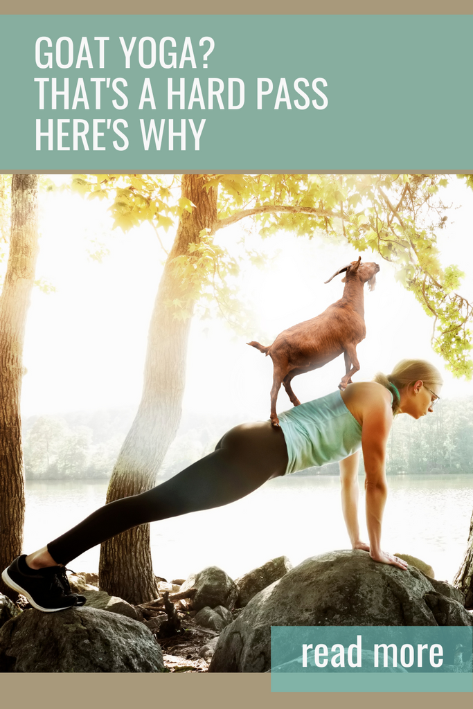 Goat Yoga? I'll Pass, Here's why...